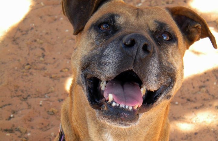 Layla the Vicktory dog, who is brown with a black and slightly graying muzzle