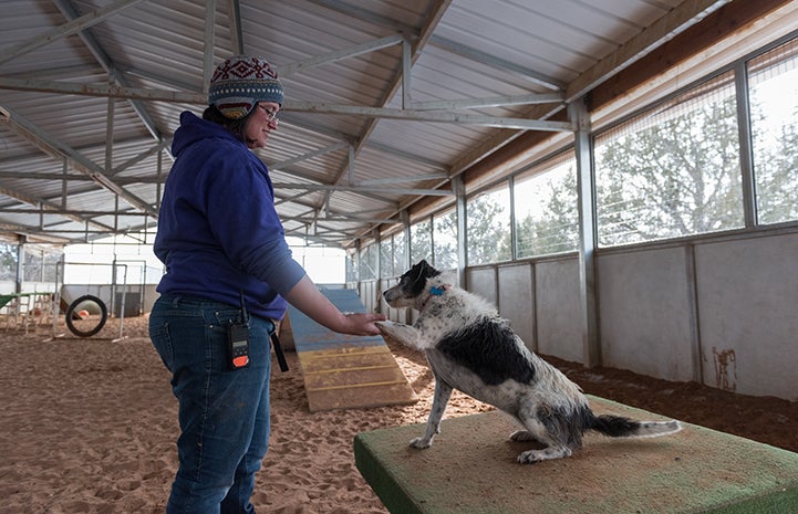 Belle the dog shaking hands with the woman handler in the agility course