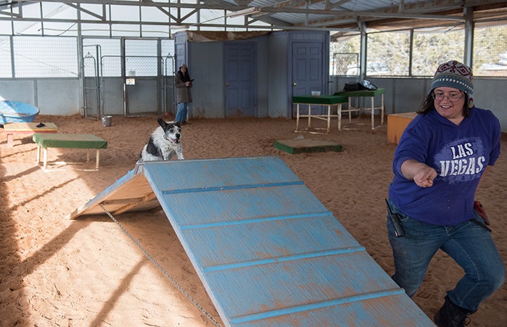 Belle the small dog running over an A-frame in an agility course while a woman directs and runs alongside her