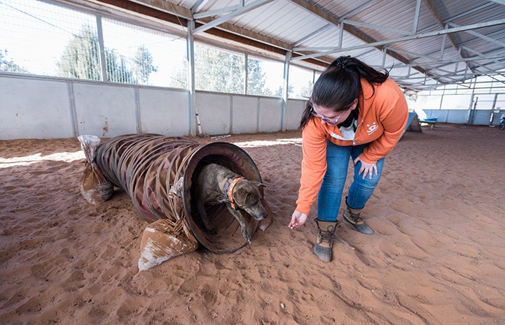 Woman wearing an orange Best Friends sweatshirt enticing a brindle dog to go through an agility course tunnel