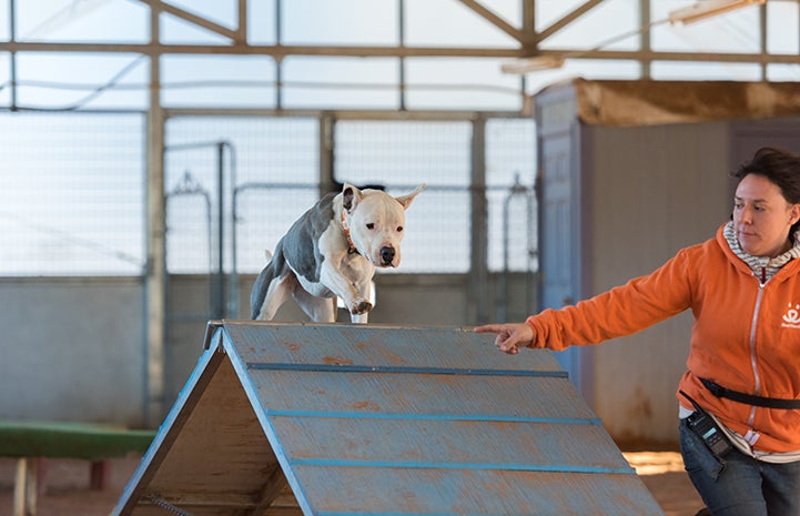 Isabel the dog running over an A-frame in an agility course