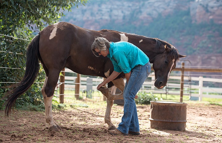 Tony’s first hoof trim at Horse Haven was “at liberty"