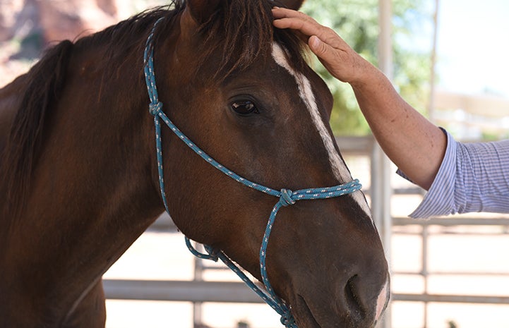 Tony needed plenty of healing and TLC at Best Friends