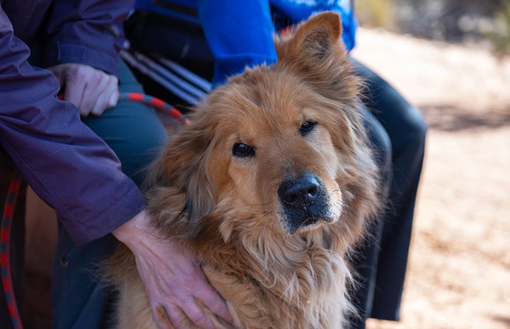 Jacko the Chow dog being petted by a person's hand