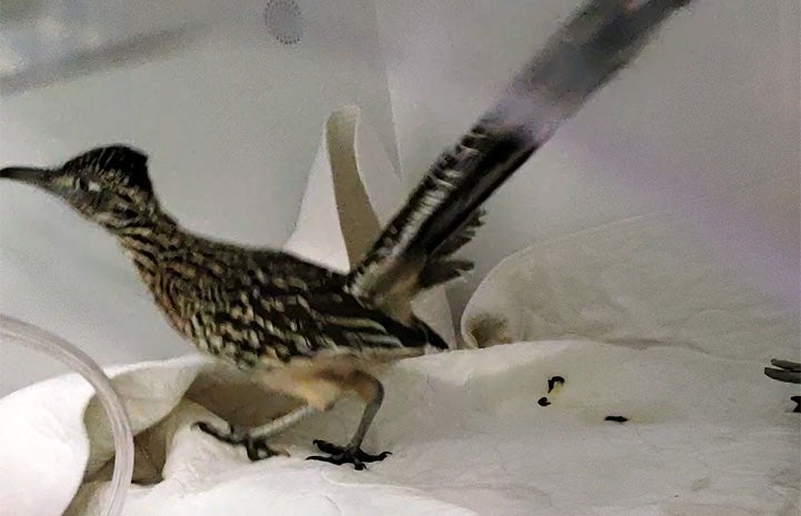 Roadrunner on a blanket in the incubator