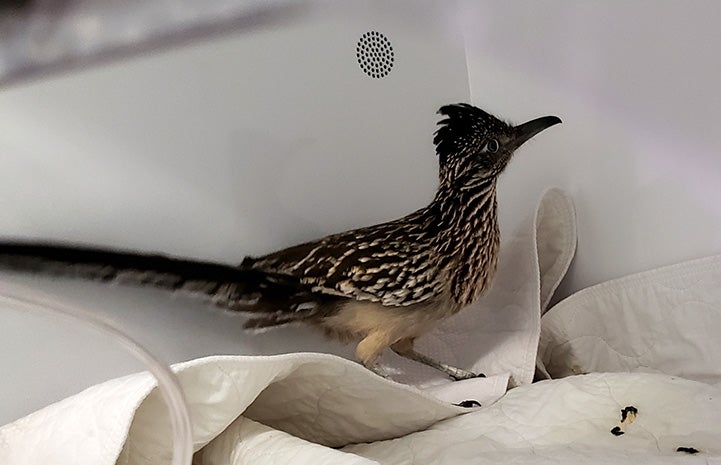 Roadrunner in an incubator for rehabilitation