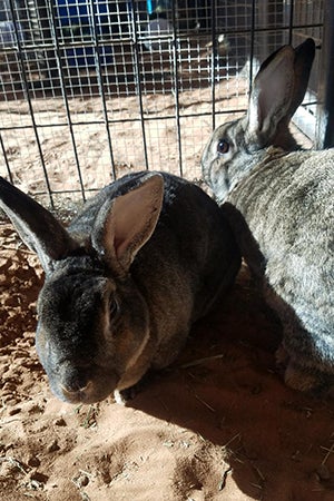 Nancy the rabbit makes a wonderful companion for Rusty