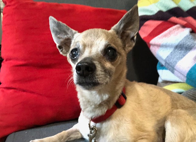 Griff the senior Chihuahua with multiple colored pillows behind him