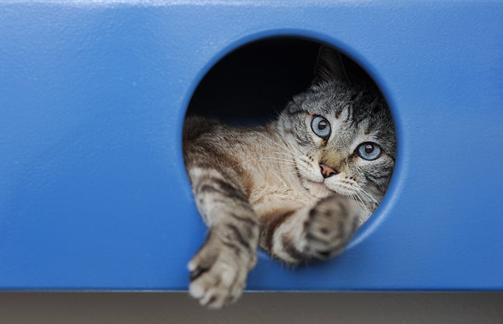 Knox, the Siamese FIV+ senior cat, in a blue wooden box at Best Friends