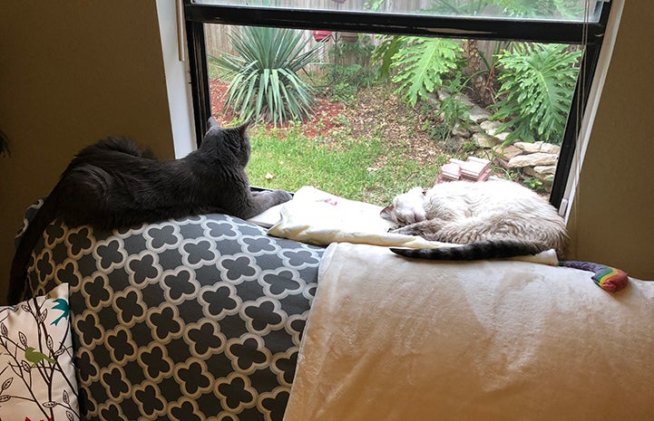 Knox, the Siamese FIV+ senior cat, sleeping on the back of a couch with Blueberry