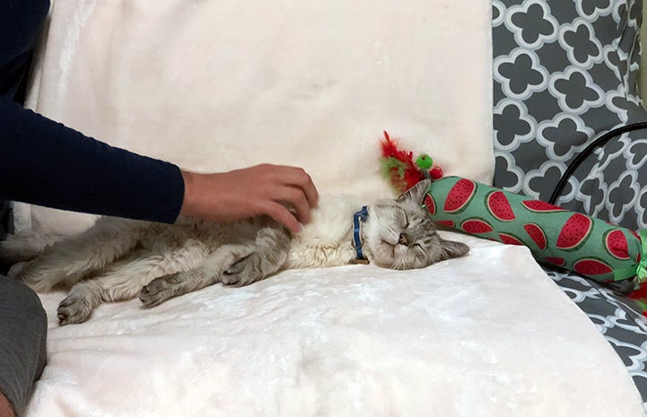 Knox, the Siamese FIV+ senior cat, getting petted while sleeping on the couch