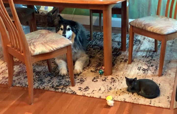 Gary the dog and Roger the kitten lying under a table