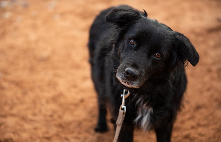 Lindy the dog standing on red sand