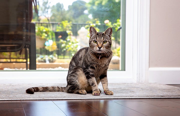 Akiri the tabby cat sitting in front of a window