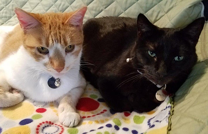 Pyro and Raoul the cats snuggled together on the couch