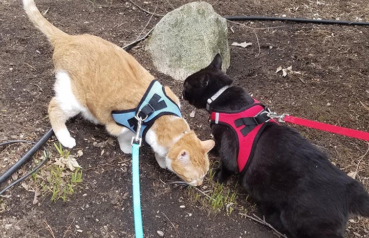 Pyro and Raoul the cats on harnesses and leashes taking a walk outside