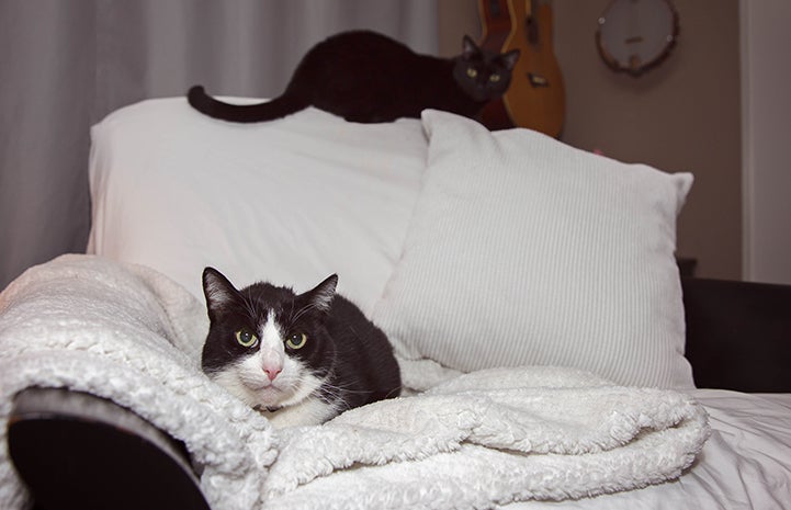 Houdini the black and white cat lying on a couch with a black cat named Poe behind him on the back of the couch