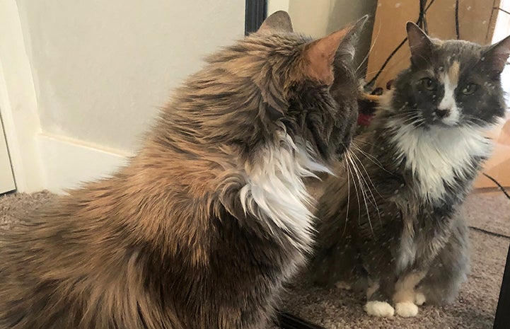 Harriet the cat looking at herself in the mirror