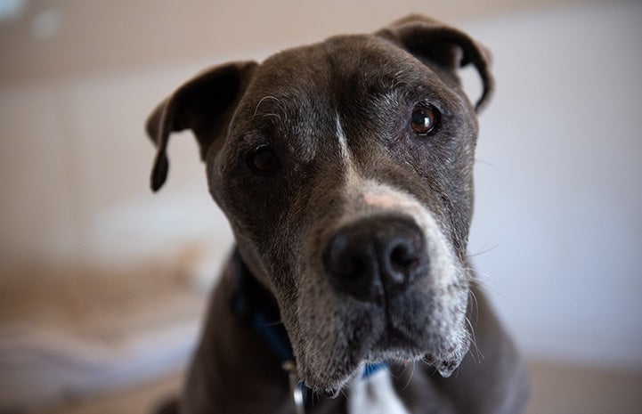 A close-up of the face of Sheena the dog