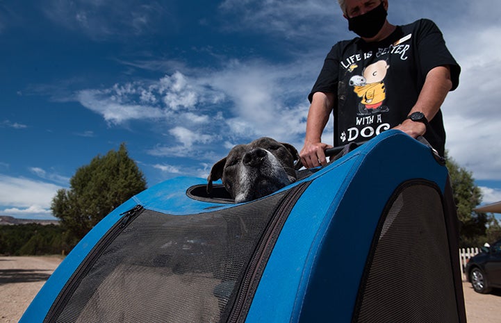 Sheena the dog peeking her head out of her buggy