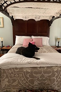 Donner the dog lying on a bed