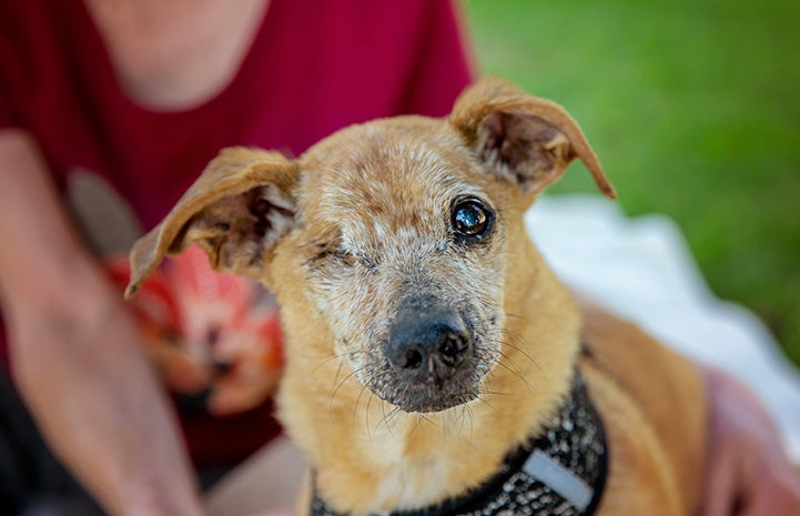 The face of Minx the senior dog with one eye