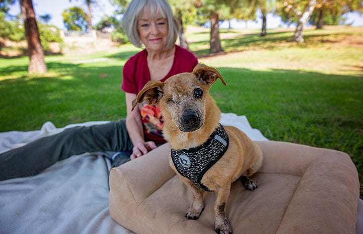 Minx the senior dog with one eye sitting on a bed with his adopter Lorriane behind him