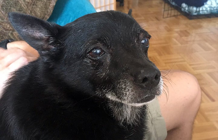 Pepito the dog lying in a lap