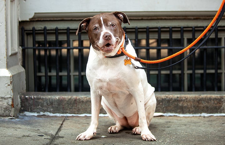 Suki the dog sitting on the sidewalk while on a walk