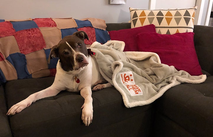 Suki the dog lying on the couch under a Save Them All blanket