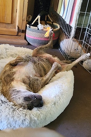 Gemma the senior brindle pit bull terrier lying upside-down in a dog bed, with legs hanging out