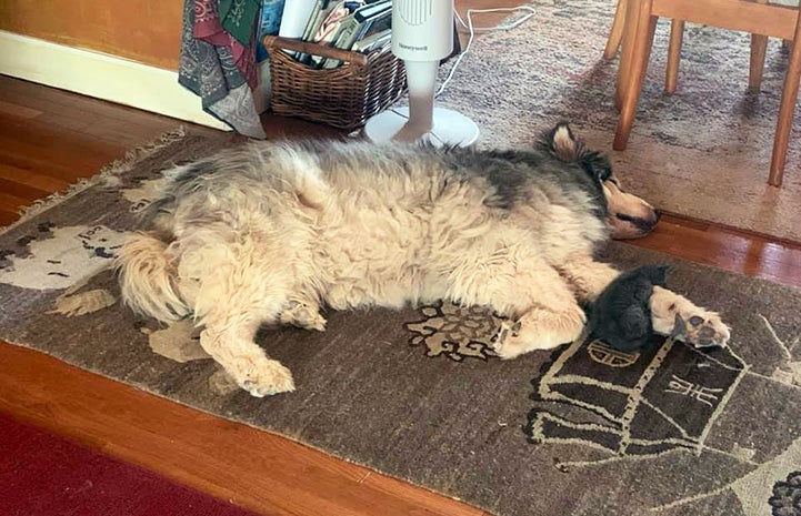 Gary the dog lying on a carpet on the floor with Gary the kitten sleeping over one of his front paws