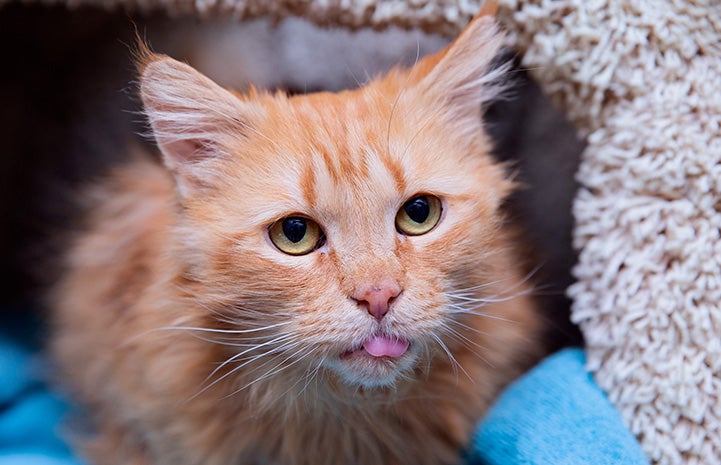 Senior orange tabby cat Peaches in a cat tree with her tongue sticking out