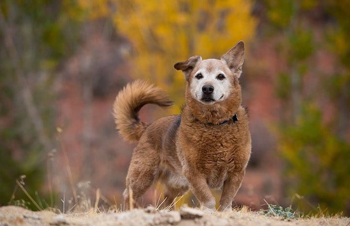 Barley the dog with yellow colored fall foliage behind him