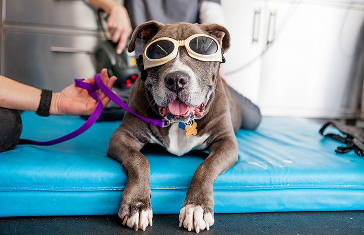 Sheena the dog lying with paws over a mat and wearing doggles