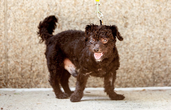 A full body shot of Luigi the senior poodle