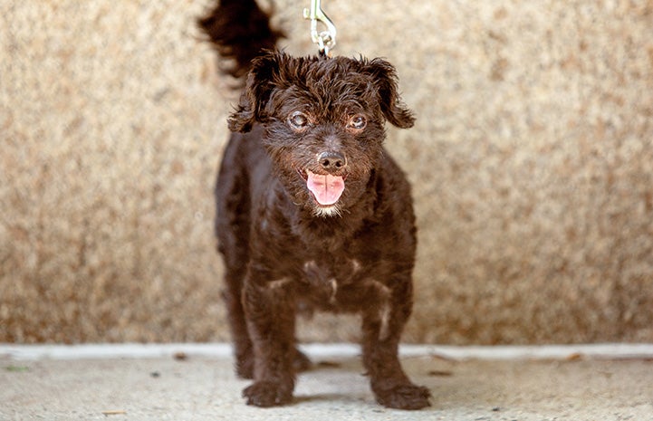 Senior black poodle Luigi on a yellow leash