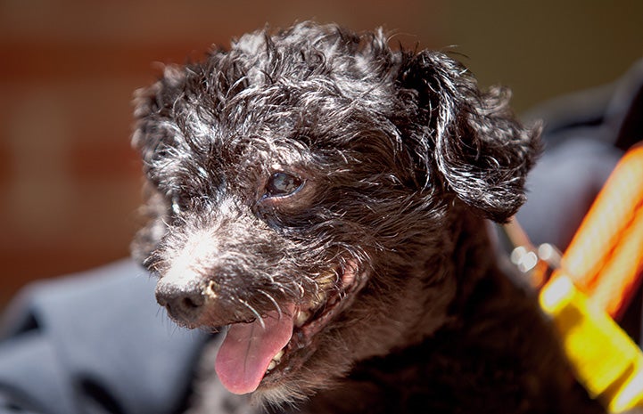 A profile shot of Luigi the black poodle, with his mouth open