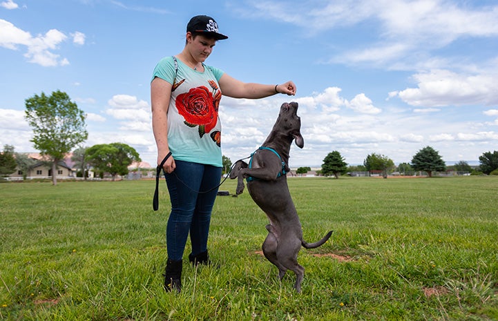 Chunk the dog jumping up on his hind legs toward the hand of Gherri who is holding a treat