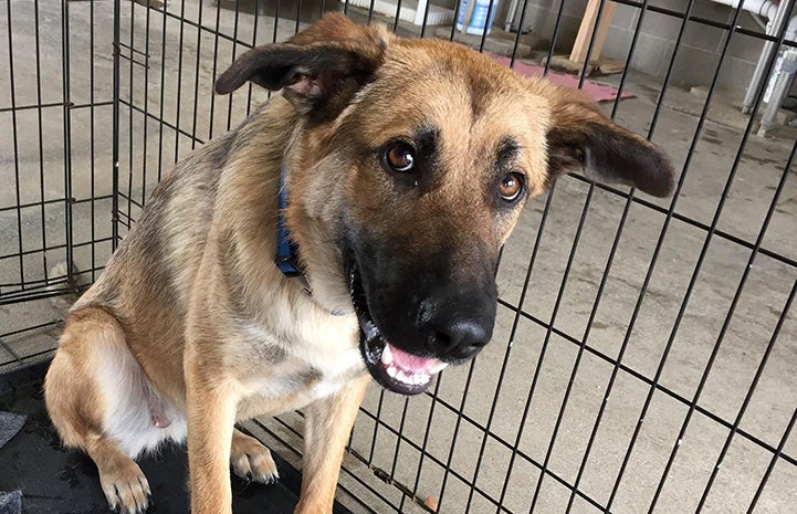 Polly the German shepherd dog in a kennel