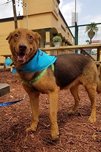 Chippy the dog in a park on a field trip outside of the PVAC shelter