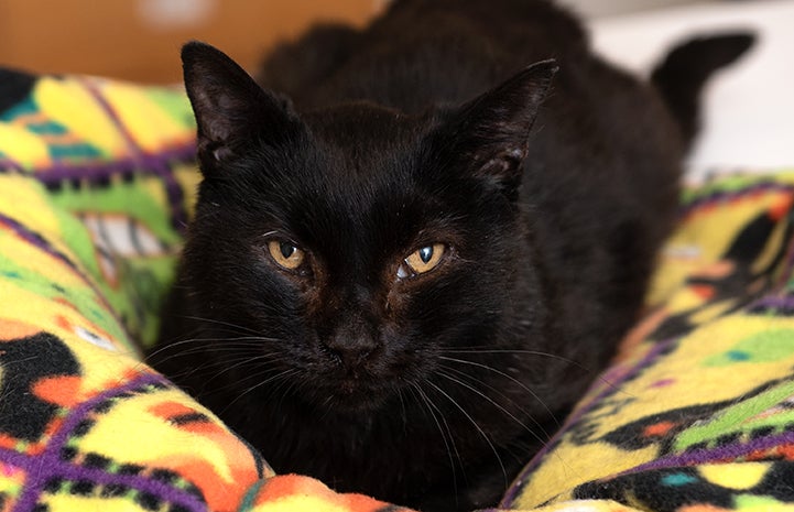 Black cat Carly lying on a multicolored blanket looking at the camera