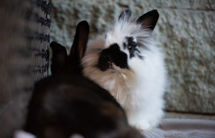 Another rabbit lying next to Firecracker the bunny