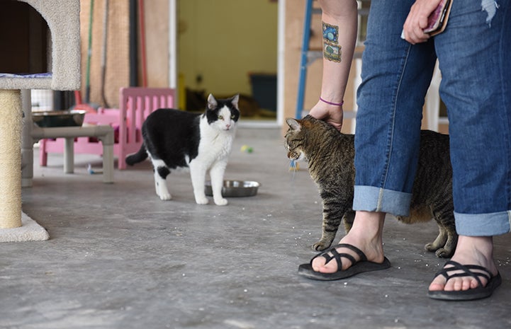 When she's caught up in the moment, Amberly the brown tabby cat, forgets she's shy