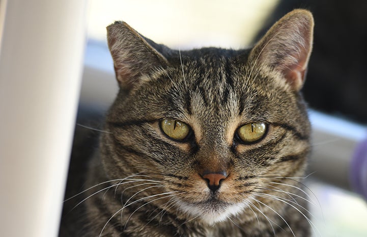 The face of Amberly, an introverted brown tabby cat