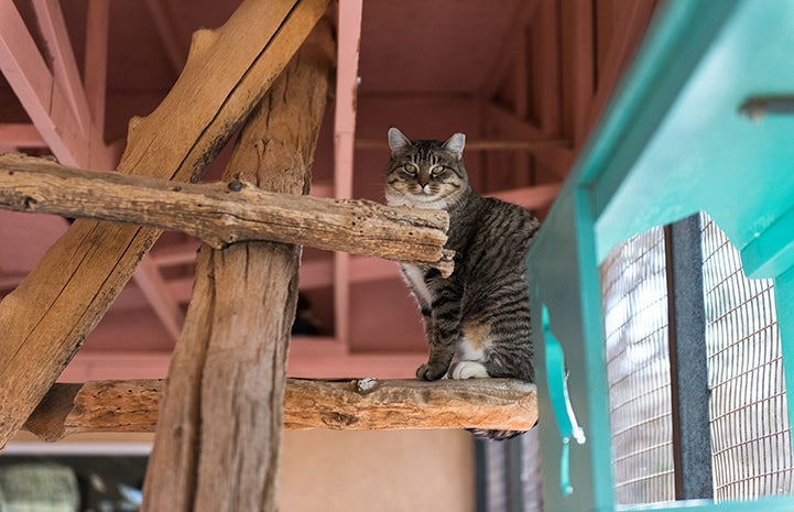 Because the Blossom and Blair were found in a national park, releasing them was not an option, so they came to Cat World