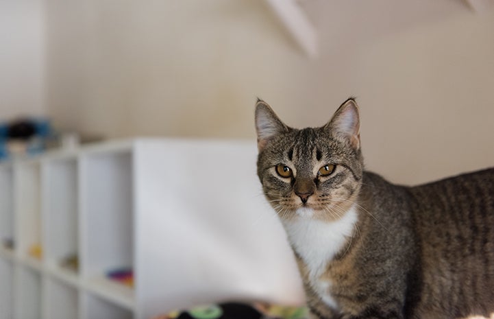 Blossom and her mom were rescued from Zion National Park