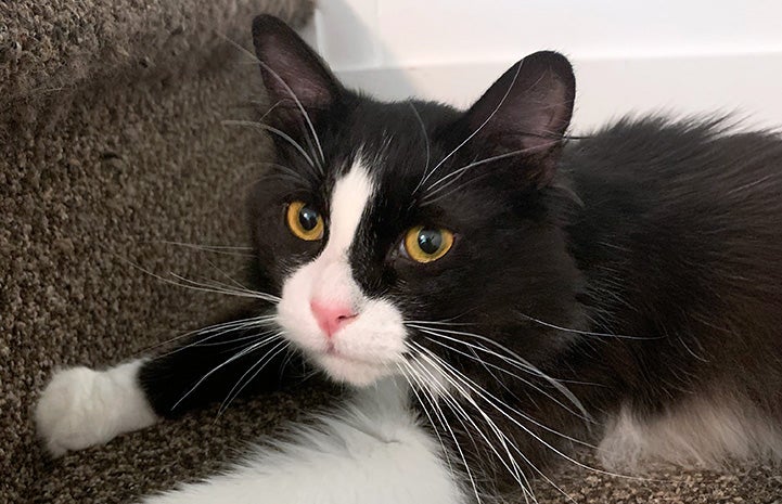 Itty Bitty the cat lying on a carpeted stair