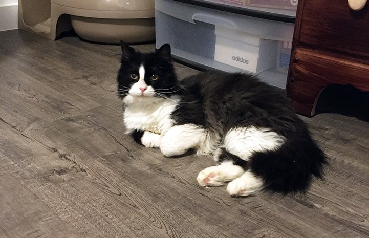 Black and white cat Itty Bitty lying on the floor