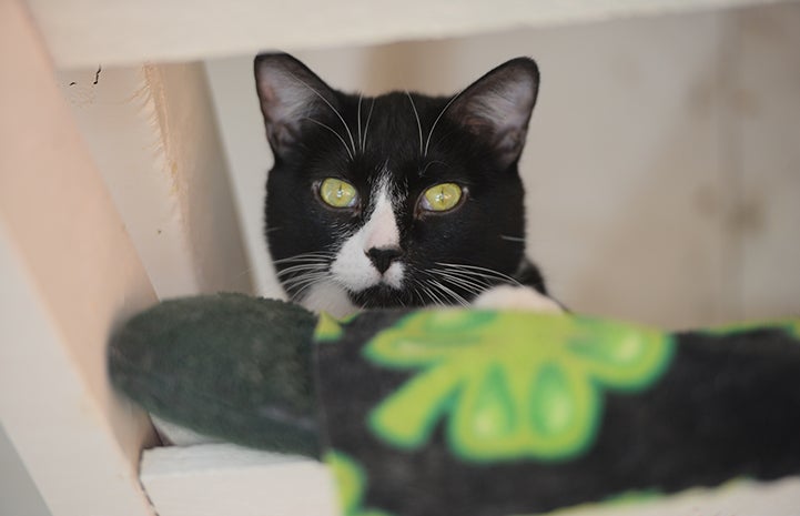 Luigi resting in a cat bed